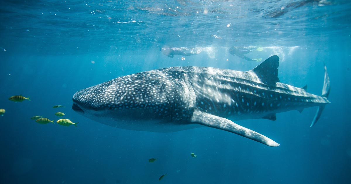 wildlife whaleshark australie