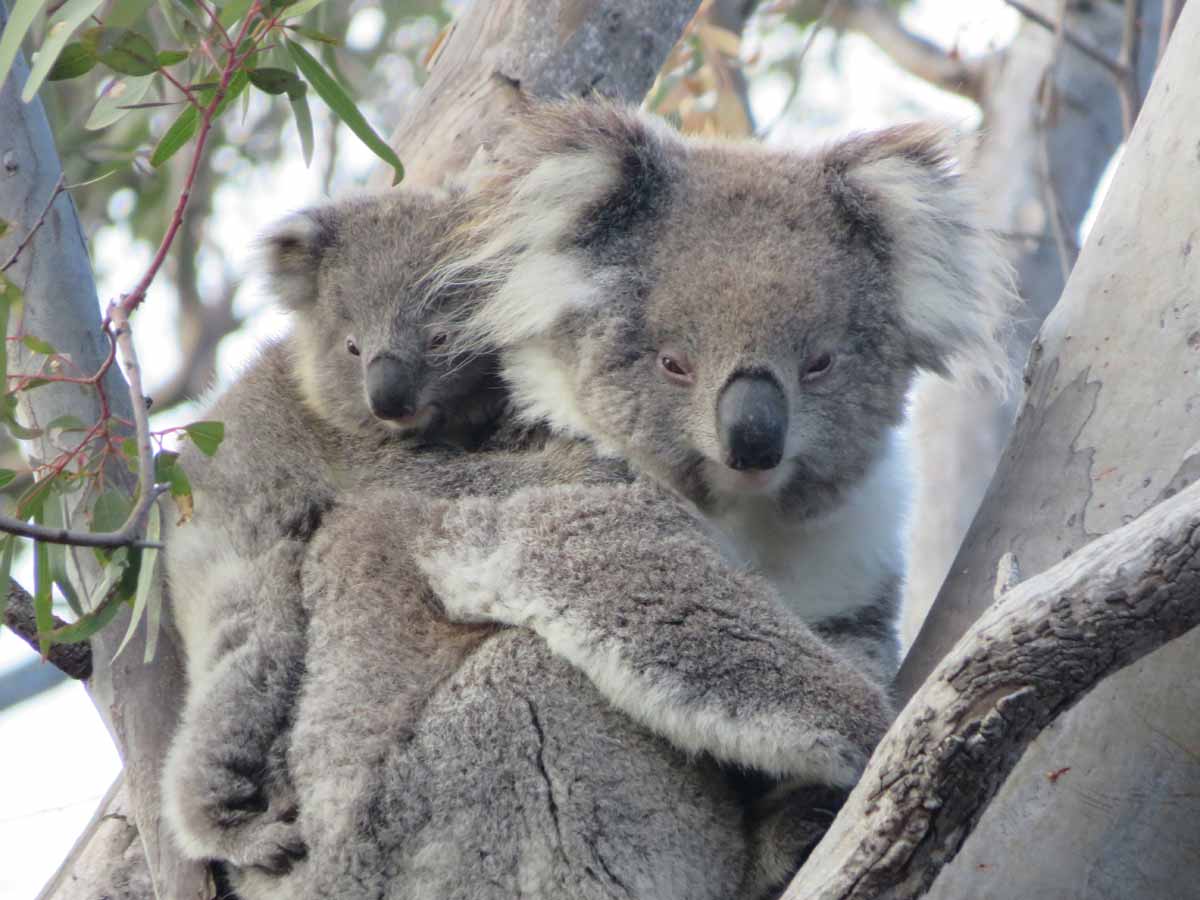 3 mei koala dag