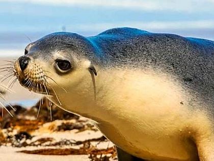 australie tours kangaroo island