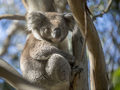 australie tours koala pinguins