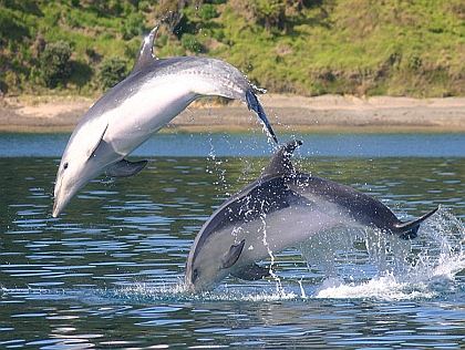 nieuw-zeeland tours