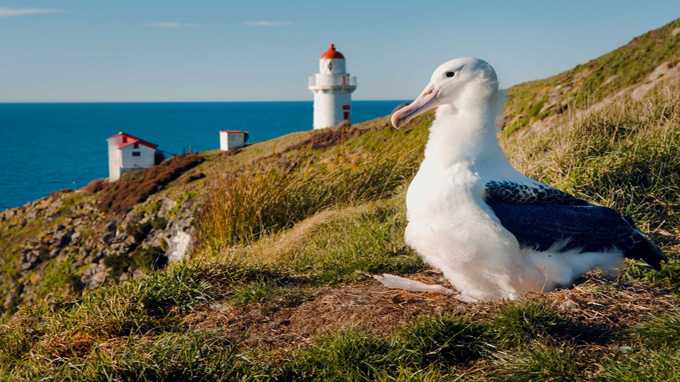 nieuw-zeeland tours